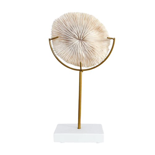 Authentic Fungia Coral with Stand