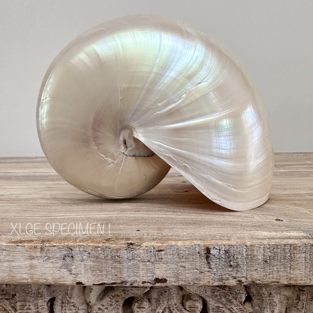 Authentic Rare Nautilus Shell - Polished Pearl