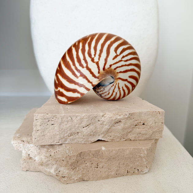 Authentic Rare Nautilus Shell - Natural