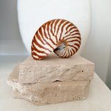 Authentic Rare Nautilus Shell - Natural