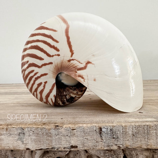 Authentic Rare Nautilus Shell - Natural
