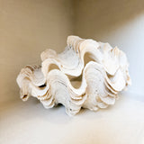 Authentic Clam - Matching Pair