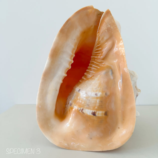 Horned Helmet Shell