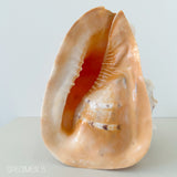 Horned Helmet Shell