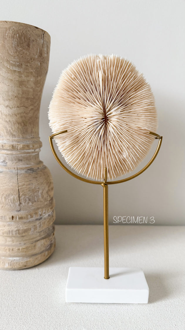 Authentic Fungia Coral with Stand