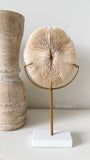 Authentic Fungia Coral with Stand