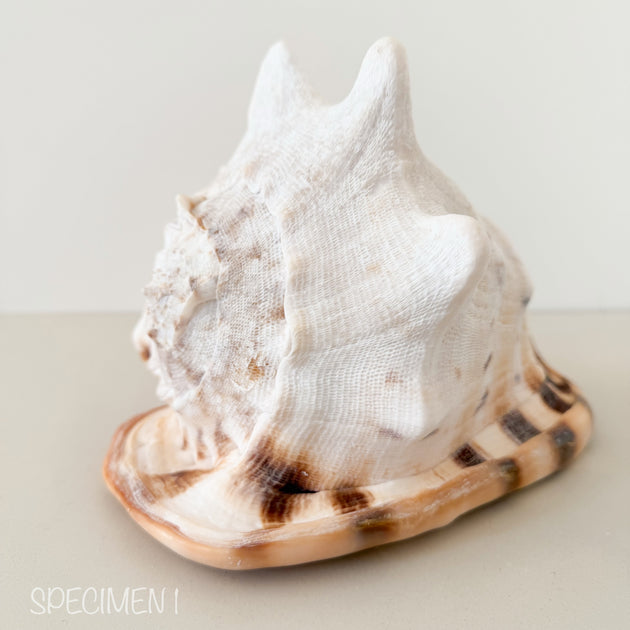Horned Helmet Shell