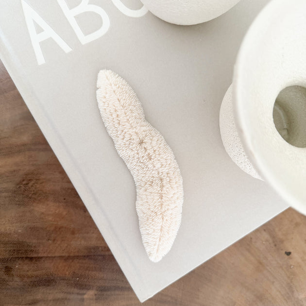 Authentic Fungia Coral - Long