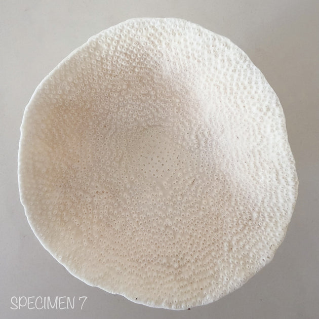 Mini Cup Coral - Turbinara Coral