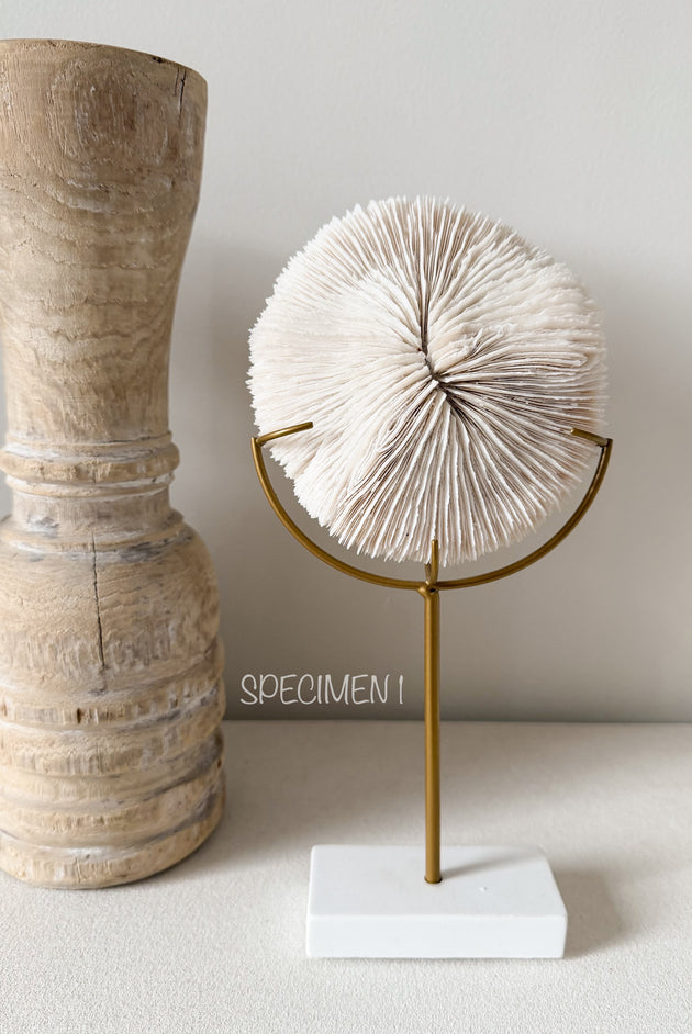 Authentic Fungia Coral with Stand
