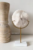 Authentic Fungia Coral with Stand