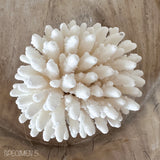 Authentic Coral Pieces - Finger Coral