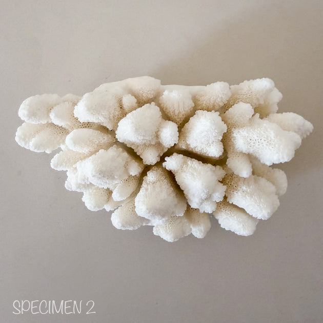 Authentic Coral Pieces - Finger Coral