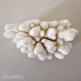 Authentic Coral Pieces - Finger Coral