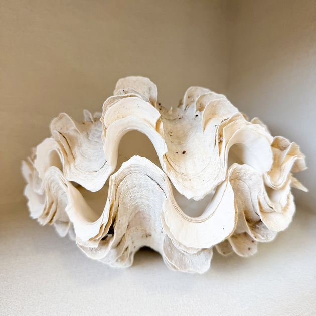 Authentic Clam - Matching Pair