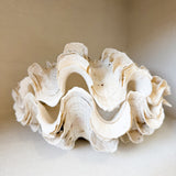 Authentic Clam - Matching Pair