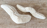Authentic Fungia Coral - Long