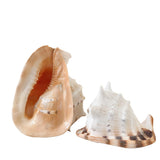 Horned Helmet Shell