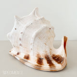 Horned Helmet Shell
