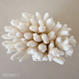 Authentic Coral Pieces - Finger Coral