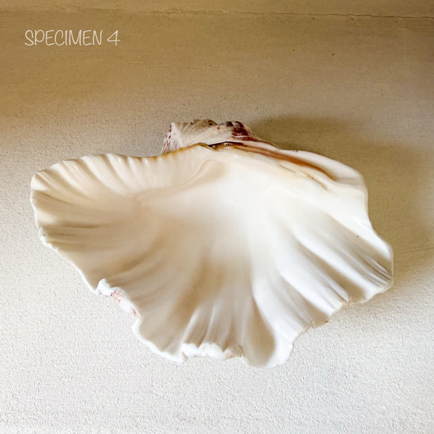 Authentic Clam Shell