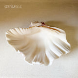 Authentic Clam Shell