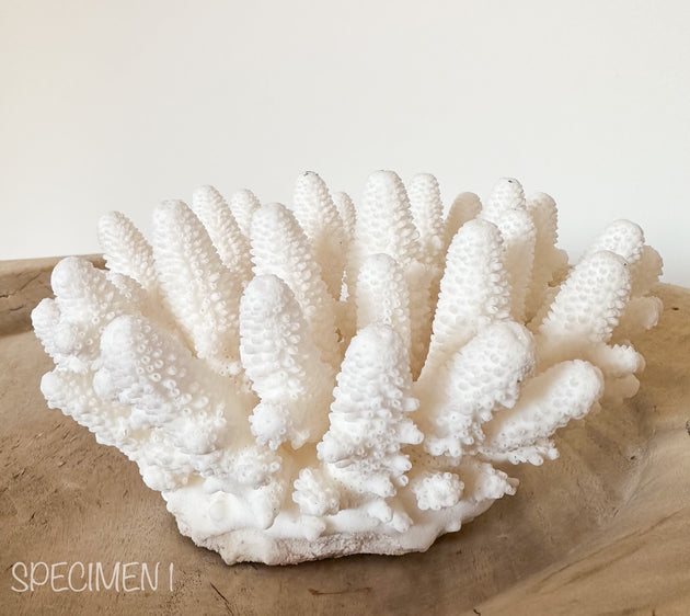 Authentic Coral Pieces - Finger Coral – Rustic White & Wood