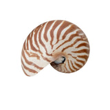 Authentic Rare Nautilus Shell - Natural