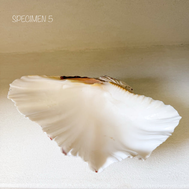 Authentic Clam Shell