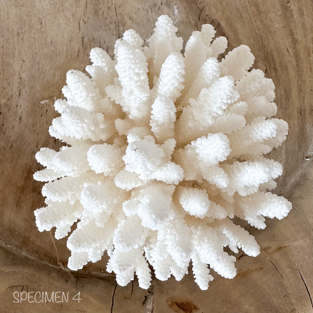 Authentic Coral Pieces - Finger Coral