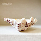 Authentic Clam Shell