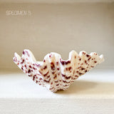 Authentic Clam Shell