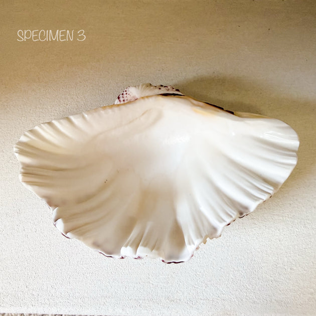 Authentic Clam Shell