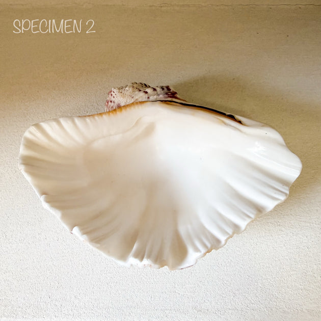 Authentic Clam Shell