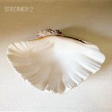 Authentic Clam Shell