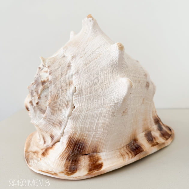 Horned Helmet Shell