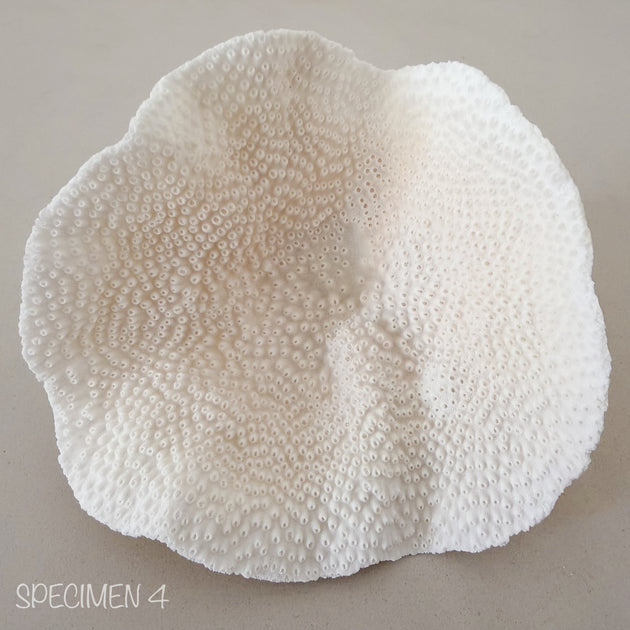 Mini Cup Coral - Turbinara Coral