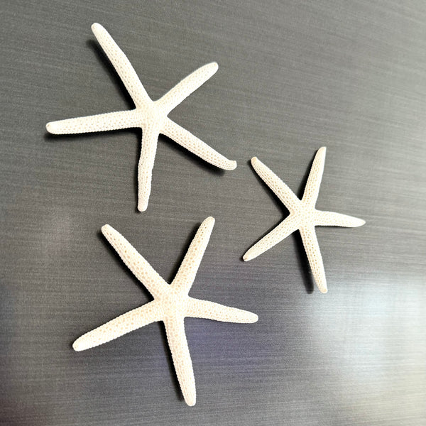 Whiteboard Sticker 10 Pcs Starfish Shell Refrigerator Magnets ...