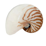 Authentic Rare Nautilus Shell - Natural