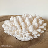 Authentic Coral Pieces - Finger Coral