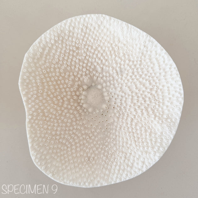 Mini Cup Coral - Turbinara Coral