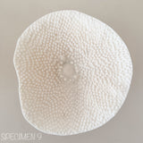 Mini Cup Coral - Turbinara Coral