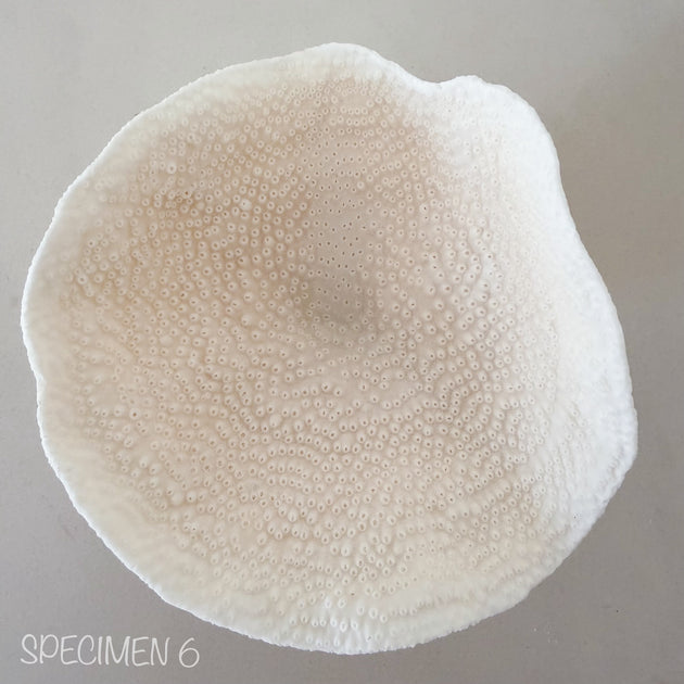 Mini Cup Coral - Turbinara Coral