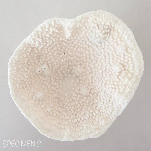 Mini Cup Coral - Turbinara Coral