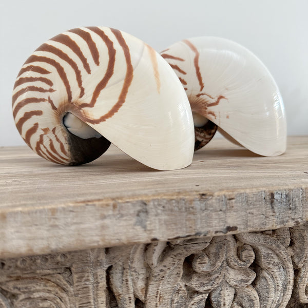 Authentic Rare Nautilus Shell - Natural – Rustic White & Wood