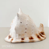Horned Helmet Shell