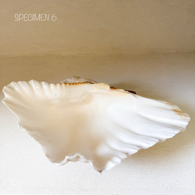 Authentic Clam Shell