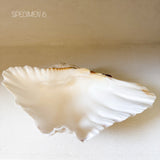 Authentic Clam Shell