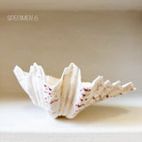 Authentic Clam Shell