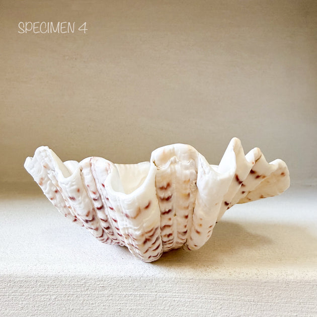 Authentic Clam Shell